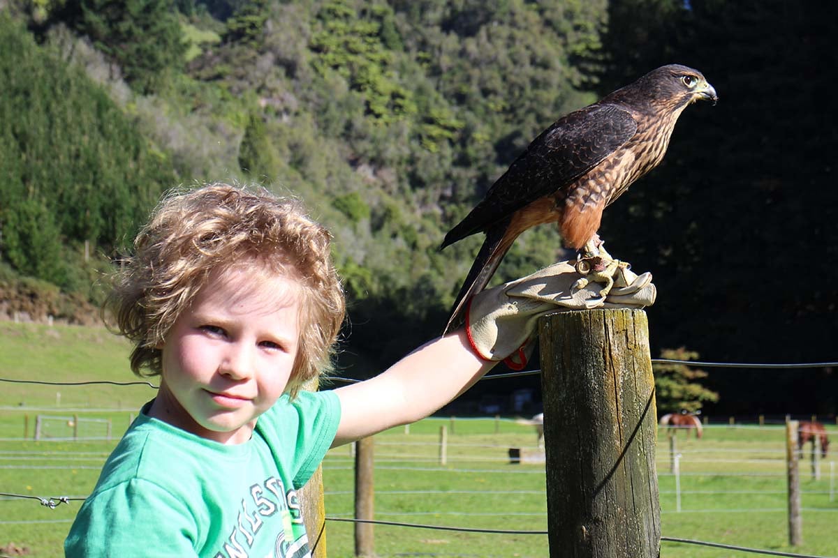 Abel & a karearea (NZ falcon)