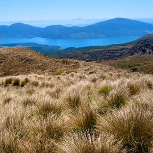 Views over golden tussock grass, Lake Rotoaira, Mt Pihanga, Mt Tihia and Mt Kakaramea from the Tongariro Alpine Crossing