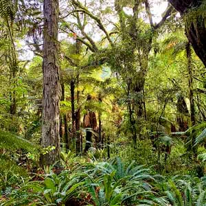 Lush Tongariro National Park rain forest