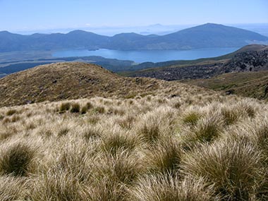 Views over golden tussock grass, Lake Rotoaira, Mt Pihanga, Mt Tihia and Mt Kakaramea from the Tongariro Alpine Crossing